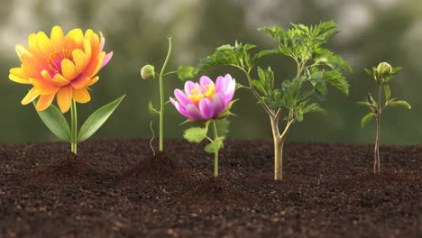 the stages of plant growth and life cycle
