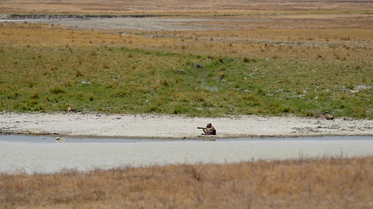 hiena acicalándose en el suelo en el lago del cráter ngorongoro tanzania áfrica cerca de los humedales, tiro de gran angular