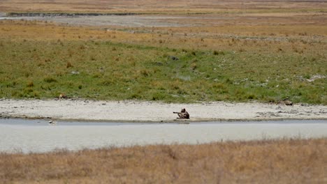 Hyänenpflege-Im-Boden-Am-Ngorongoro-Kratersee-Tansania-Afrika-In-Der-Nähe-Von-Feuchtgebieten,-Weitwinkelaufnahme