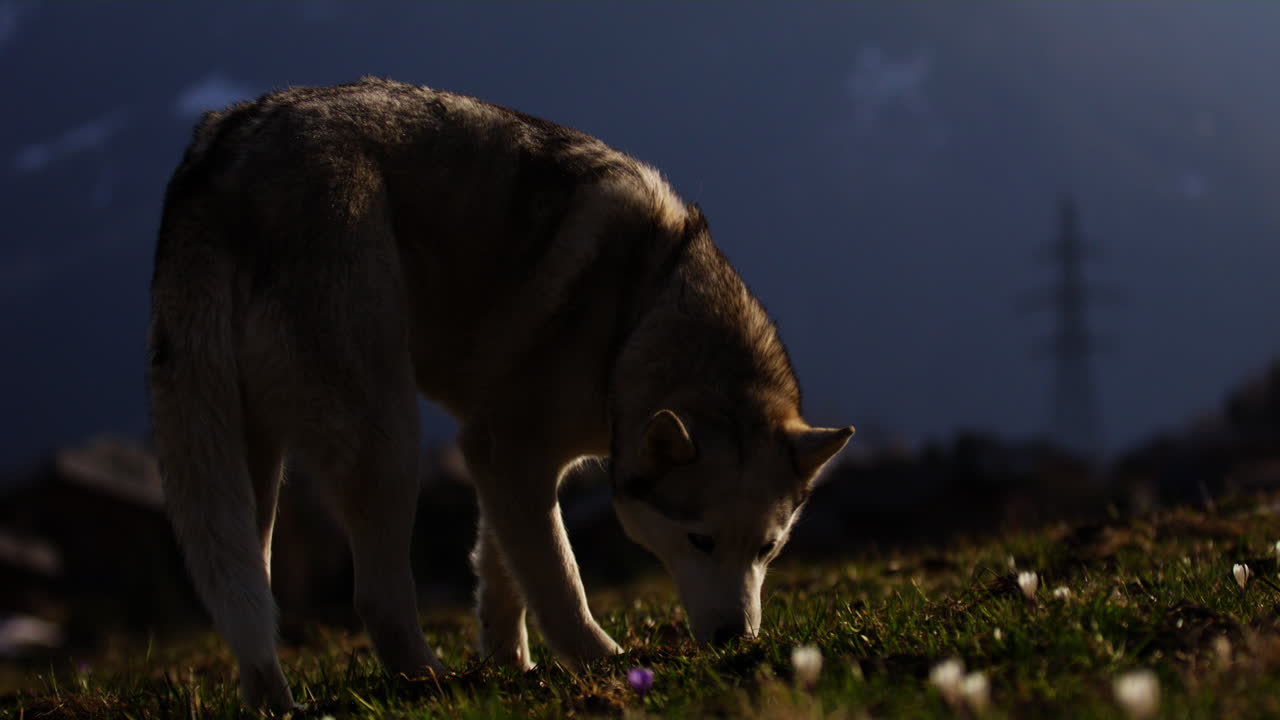 Majestic husky walking through an open alpine field at sunset, with breathtaking mountain views and golden skies in the background.