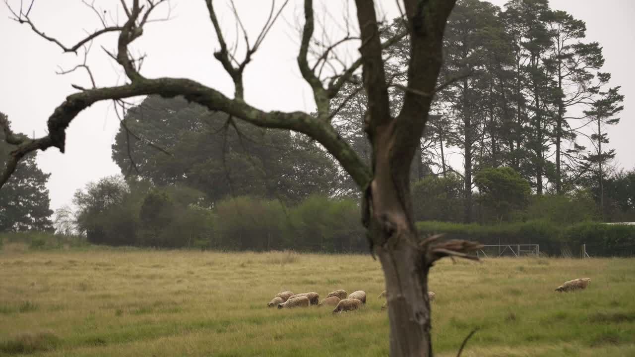 овцы пасутся в поле