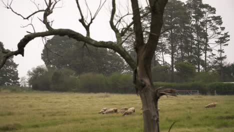 Schafe-Grasen-Im-Feld