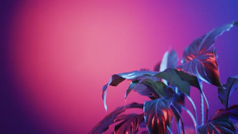 Video-of-green-plant-leaves,-copy-space-on-neon-background