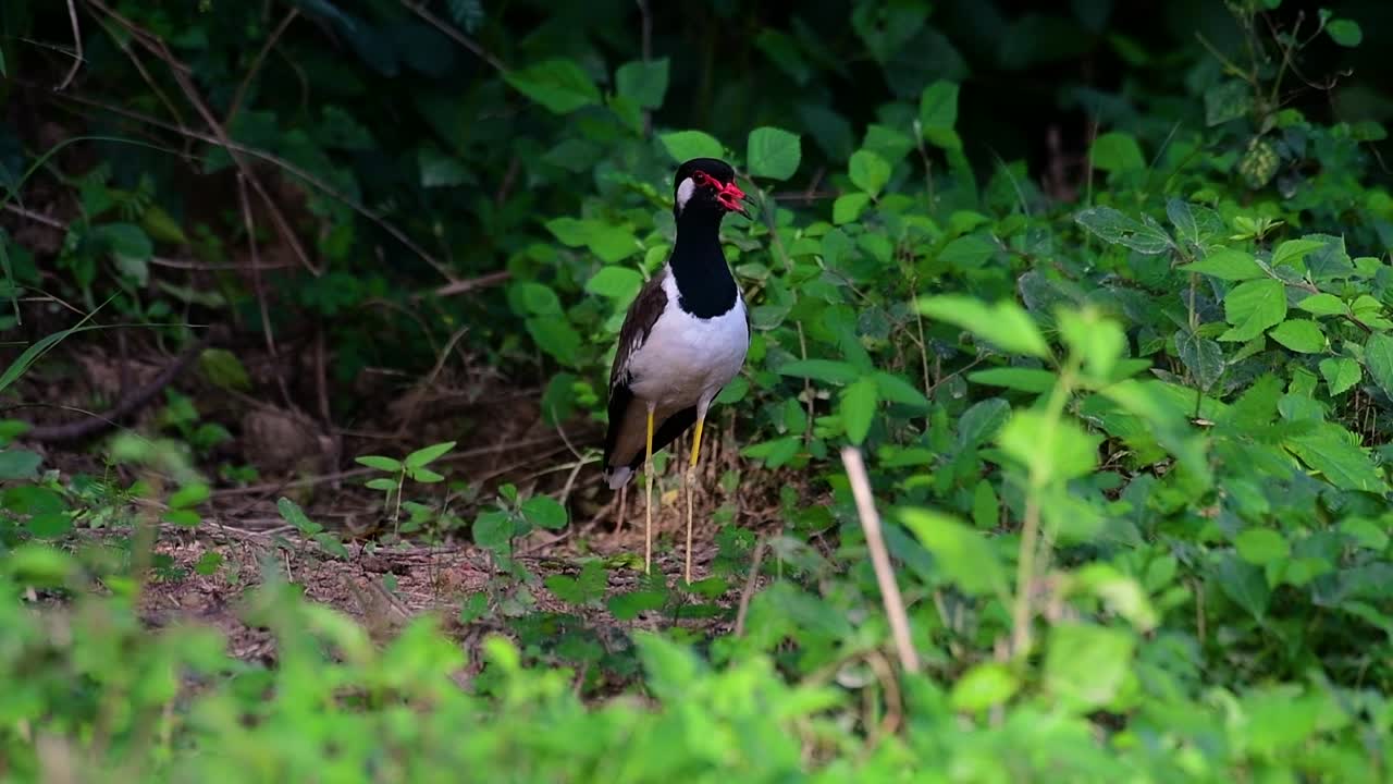 el avefría de barbas rojas es una de las aves más comunes de tailandia