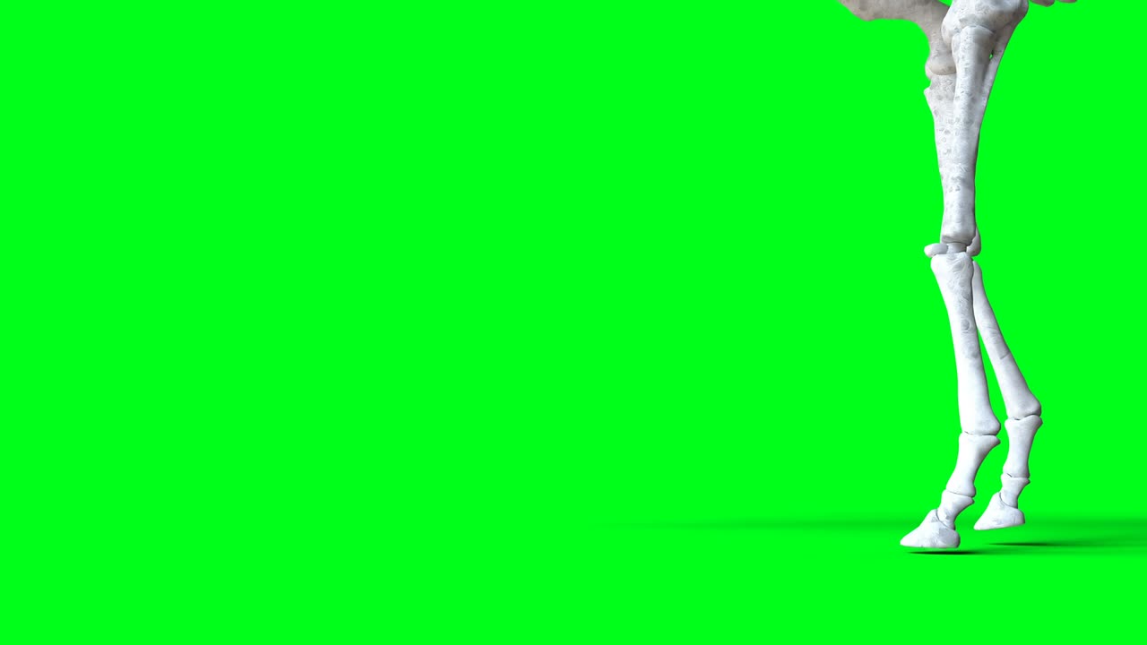 녹색 스크린에서 골격 사 애니메이션, 고립, 현실적인 4k 애니메이션.
