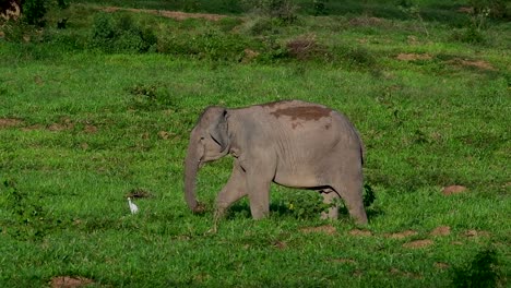 Los-Elefantes-Asiáticos-Son-Especies-En-Peligro-De-Extinción-Y-También-Son-Residentes-De-Tailandia