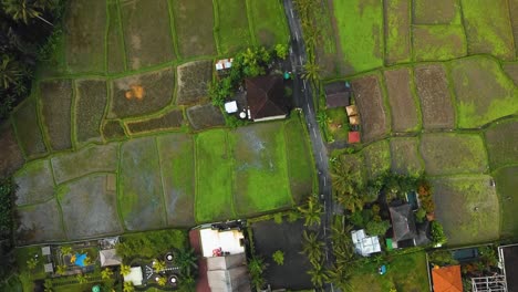 Asombrosas-Imágenes-Cinematográficas-De-Ubud,-Bali-Drone-Con-Exótica-Terraza-De-Arroz,-Pequeñas-Granjas,-Casas-De-Pueblo-Y-Plantaciones-Agroforestales