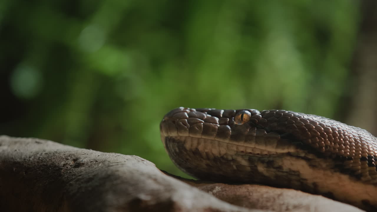 la cabeza de una gran pitón reticulada en una rama de un árbol.