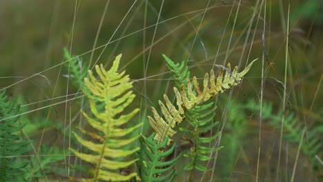 hojas de helecho balanceándose en el viento, bosque de pinos costeros en otoño, concepto de temporada de otoño, profundidad de campo poco profunda, fondo de bosque místico, toma de primer plano