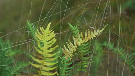 fern leaves swaying in wind, coastal pine tree forest in autumn, autumn season concept, shallow depth of field, mystical forest background, closeup shot