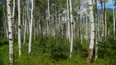 Filmischer-Zeitlupen-Schieberegler-Rechts-Sommer-Wunderschöner-Blauer-Vogel-Mittag-Mittag-Colorado-Weißer-Espenbaum-Grünes-Blatt-Atemberaubend-Friedlich-Tiefer-Dichter-Hainwald-Kebler-Pass-Mit-Kammkuppe-Felsige-Berge