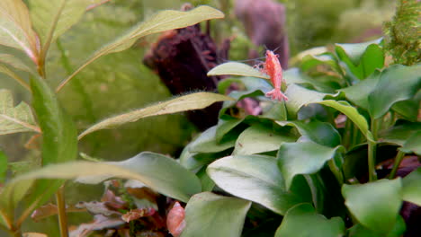 Orange-Shrimp-in-clear-Aquarium-water-looking-for-food-between-underwater-plants,close-up