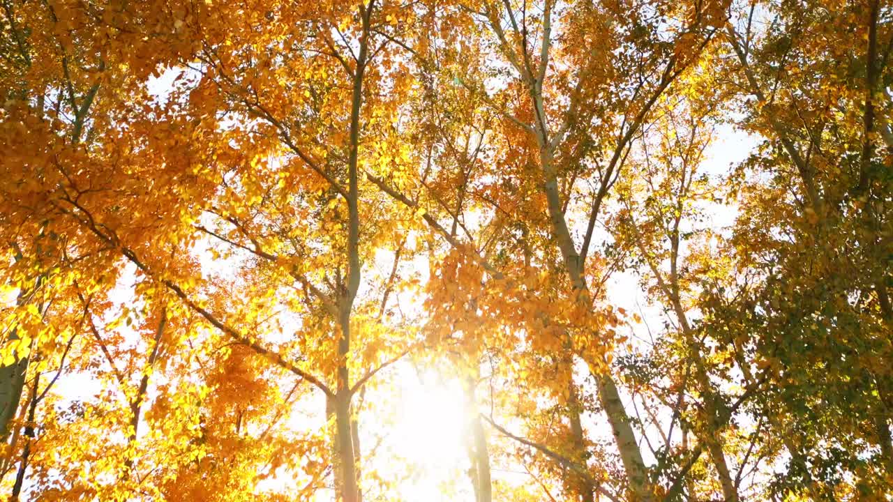 Autumn Trees with Golden Leaves