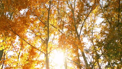 autumn trees with golden leaves