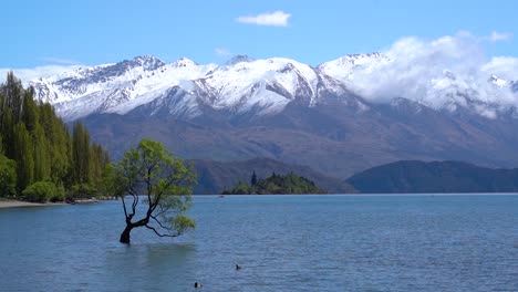 árbol wanaka en un día soleado con montañas cubiertas de nieve en el fondo