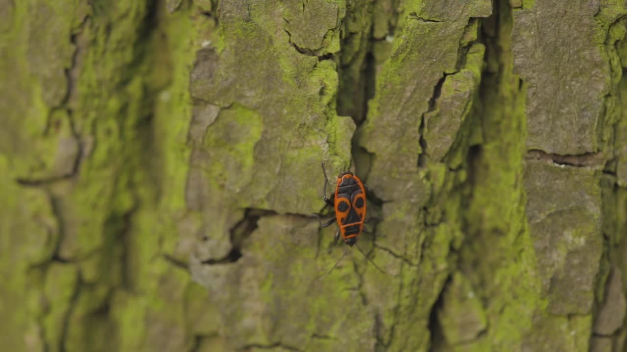 un insecto de algodoncillo arrastrándose sobre la corteza de un árbol - cerrar
