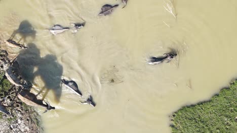 Luftaufnahme-Eines-Büffels-Aus-Der-Vogelperspektive,-Der-Durch-Schlammiges-Wasser-Im-Ländlichen-Bangladesch-Läuft