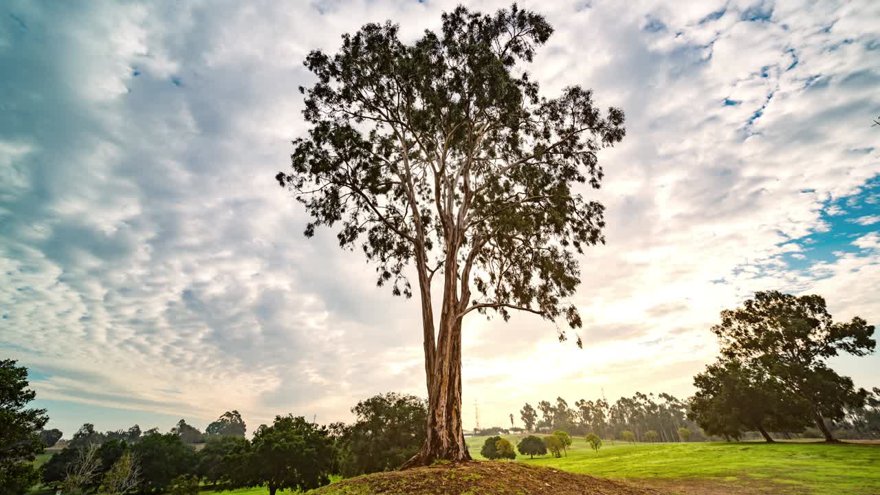 케네스 파크 트레일 루프 트리 타임스 로스앤젤레스