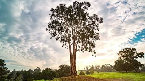 Kenneth Park Trail Loop Tree Time-lapse in Los Angeles