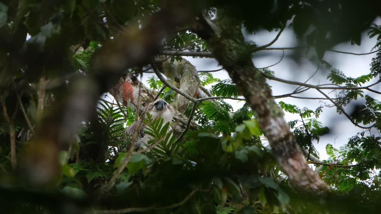 águila filipina pithecophaga jefferyi, filipina, imágenes raras, mirando hacia abajo y hacia arriba esperando a que sus padres vengan durante un día de niebla dentro del bosque