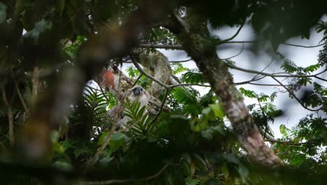 águila-Filipina-Pithecophaga-Jefferyi,-Filipina,-Imágenes-Raras,-Mirando-Hacia-Abajo-Y-Hacia-Arriba-Esperando-A-Que-Sus-Padres-Vengan-Durante-Un-Día-De-Niebla-Dentro-Del-Bosque