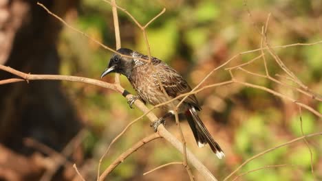 red vented bulbul in tree -relaxing .black