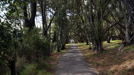 Un-Camino-Rodeado-De-árboles-De-Ambos-Lados,-Hermosa-Naturaleza-Pacífica-En-Auckland,-Nueva-Zelanda