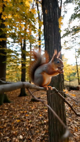 squirrel eating a nut on a tree branch in an autumn forest