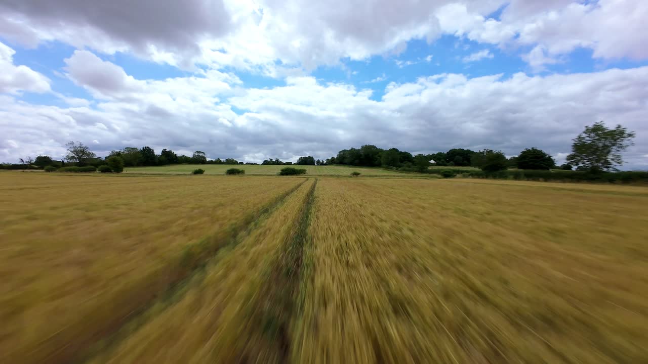 Low Altitude FPV Aerial Flight Through Rural Fields and Corn Rows in the English Countryside