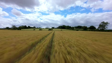 low altitude fpv aerial flight through rural fields and corn rows in the english countryside