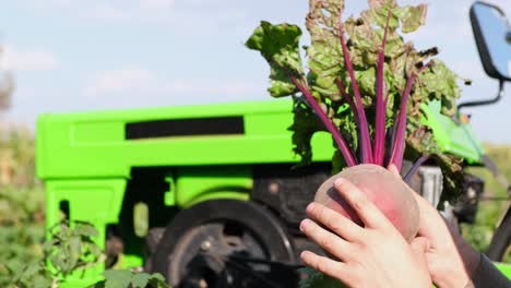 organically clean vegetables from a vegetable garden freshly picked red beets close up organically clean vegetables from a vegetable garden in the countryside agribusiness