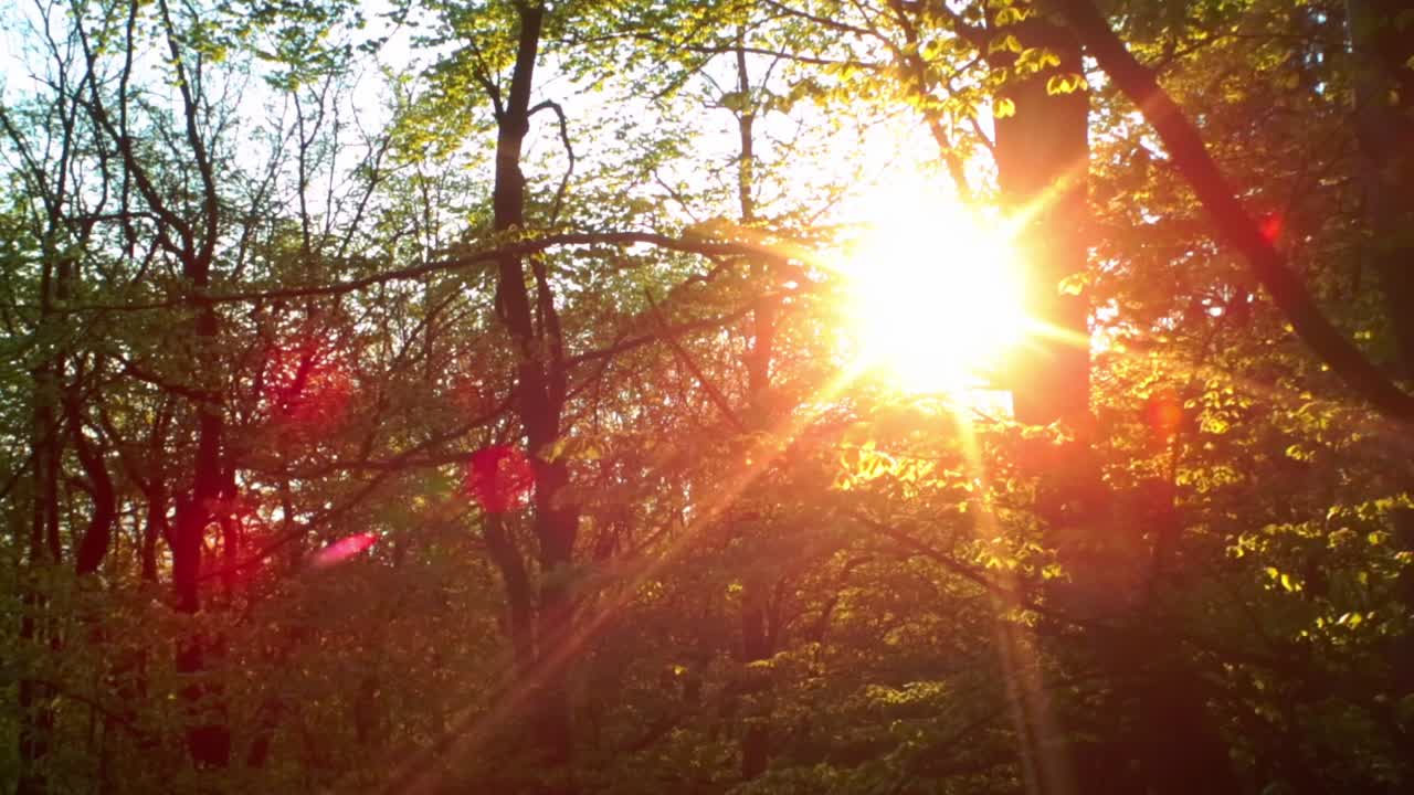 Sun shining through the forest during the golden hour