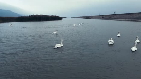 flock of swans passing by on a river with cattail and reed bushes in the background