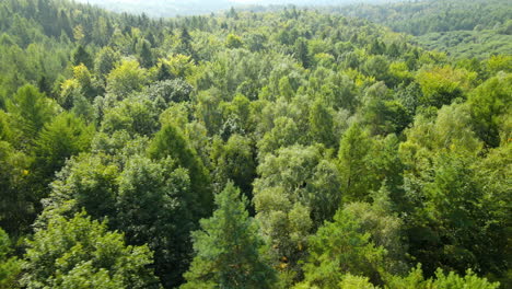 volando sobre el bosque verde