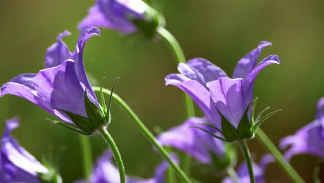 close-up of purple bell flowers