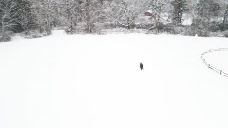 A-lone-female-walking,-struggling-across-an-empty-field-of-deep-snow,-high-aerial-orbit