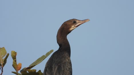 Cormorant-relaxing-on-tree-