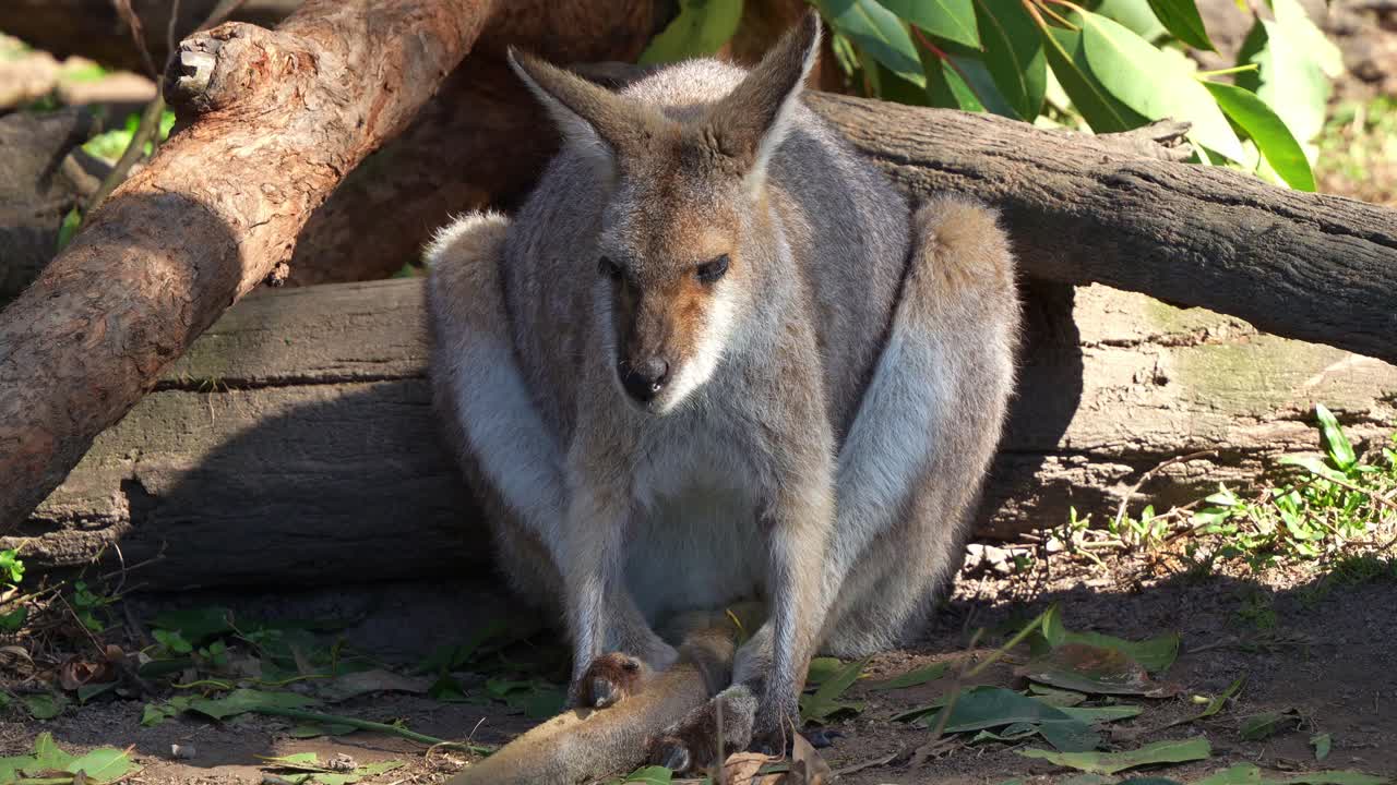 un wallaby de cuello rojo, macropus rufogriseus sentado y descansando en el suelo, agitando las orejas para disuadir a las moscas, fotografía de cerca de especies de marsupiales salvajes australianos
