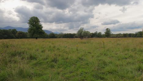 un rebaño lejano de ciervos pastando hierba verde en un exuberante prado del país, irlanda