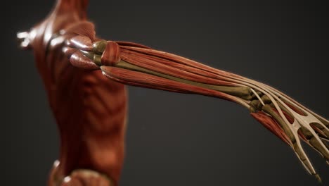 sistema muscular de animación del cuerpo humano