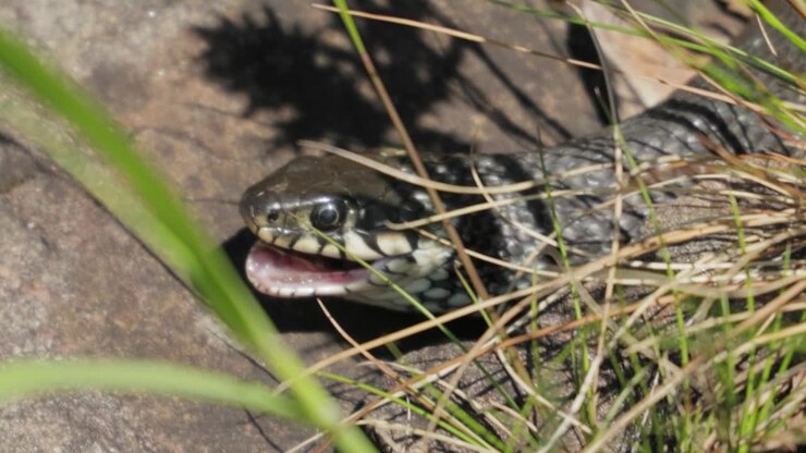 Grass snake (Natrix natrix) eats its prey. Sometimes called the ringed snake or water , is a Eurasian non-venomous colubrid snake.