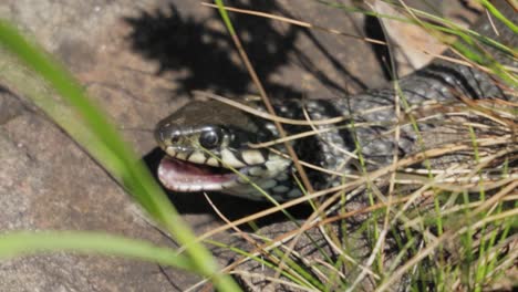 Ringelnatter-(Natrix-Natrix)-Frisst-Ihre-Beute.-Manchmal-Auch-Ringelnatter-Oder-Wassernatter-Genannt,-Ist-Eine-Eurasische-Ungiftige-Colubridennatter.