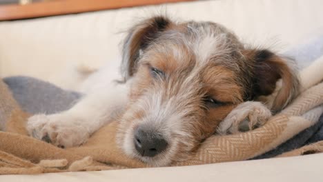 jack russell el cachorro duerme en una manta de franela