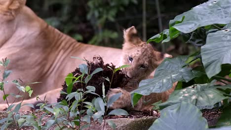 Pequeño-Cachorro-De-León-Agarra-Y-Muerde-Las-Raíces-De-Las-Plantas-Junto-A-Una-Leona-En-El-Bosque