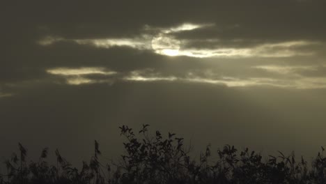 Sol-Y-Nubes-Con-Follaje-Silueta-Paisaje-Timelapse