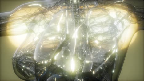 imagen de rayos x del cuerpo humano