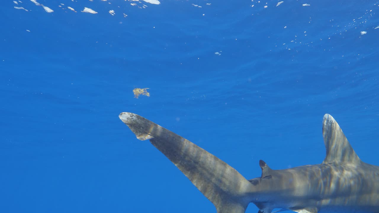 희귀한 바다의  ⁇  끝 상어는 바하마의 고양이 섬에서 열린 바다에서 눈과 가 ⁇  지느러미의 아름다운 세부 사항을 보여주는 표면에서 카메라로 바로 수영합니다.