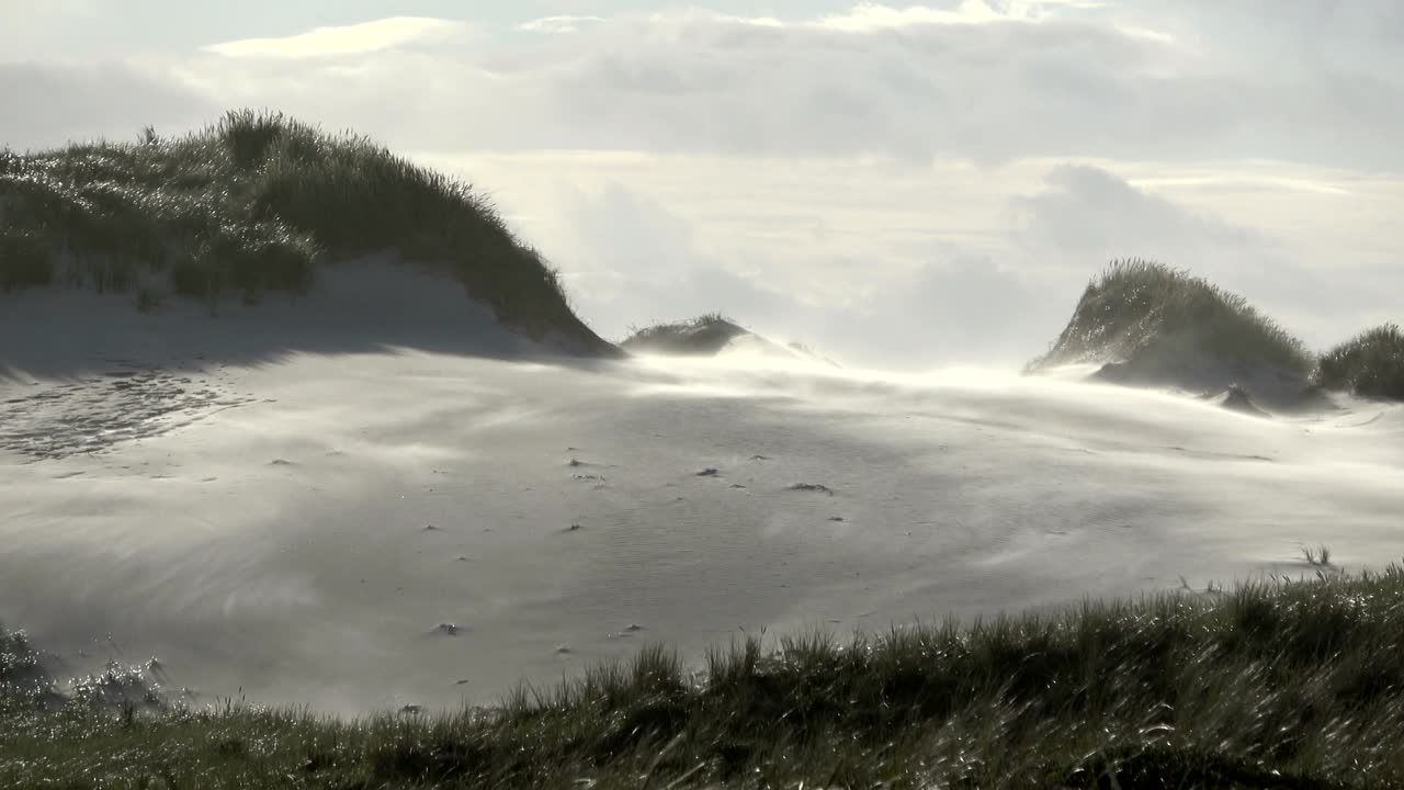 Sand dunes with dune grass in the storm of the North Sea, hiking dunes, dike protection, Sondervig, Jutland, Denmark, 4k