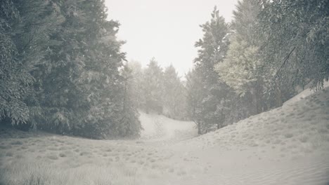 camino del bosque nevado