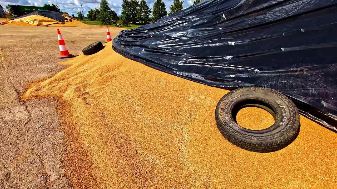 Piles of harvested grains under tarp in Dobele, Latvia, sunny day